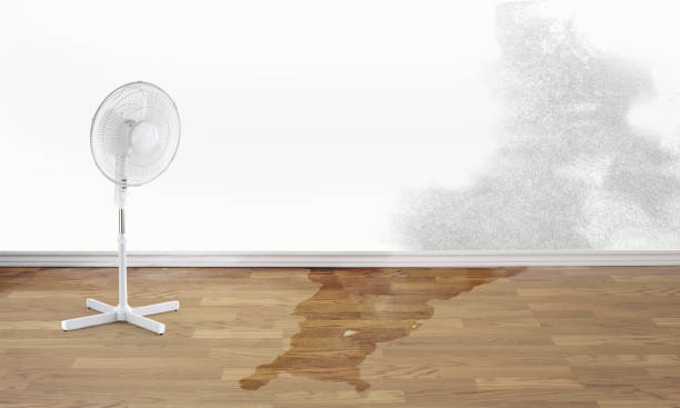 Best Water damage cleanup near me  in Morton, WA