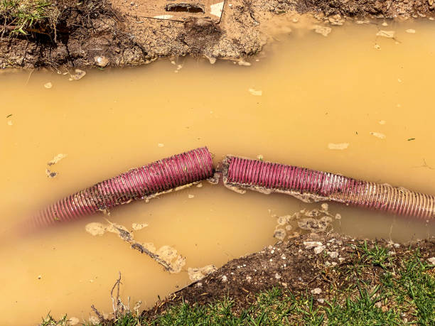 Best Professional water damage repair  in Morton, WA